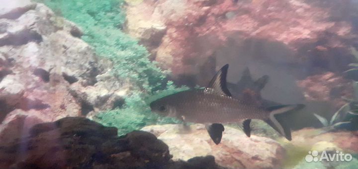 Аквариумные рыбки