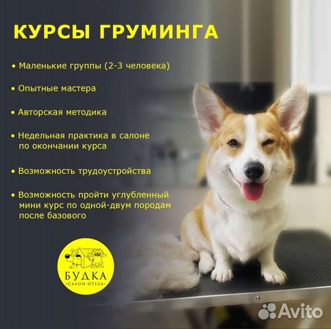 Курсы груминга