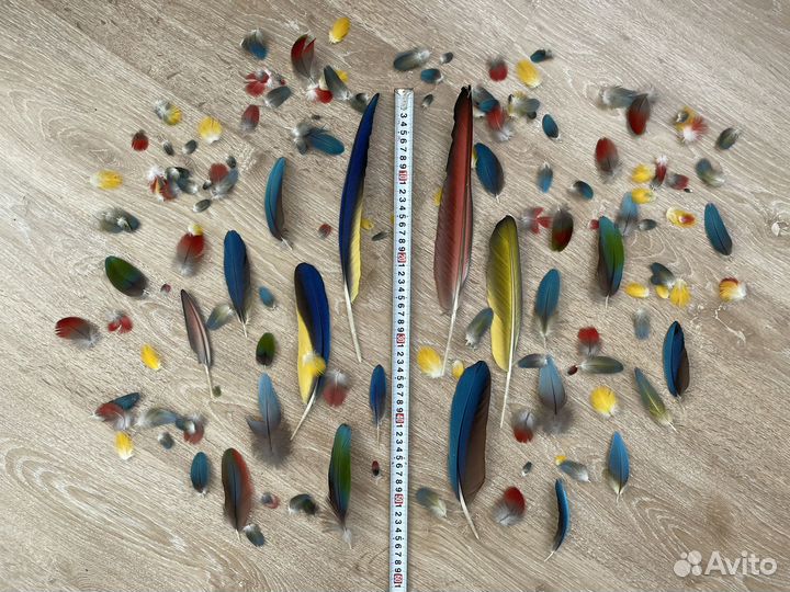 Перья крупного попугая. Лот #