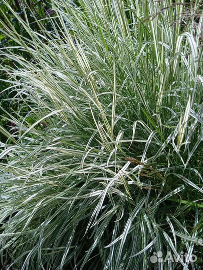 Многолетние растения