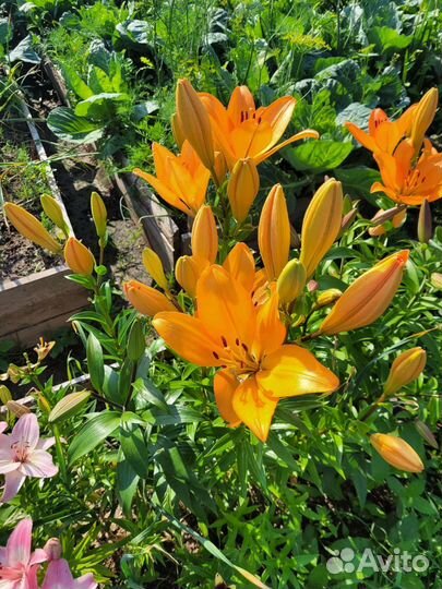 Лилии, тюльпаны, нарциссы, флоксы, кабачки, огурцы