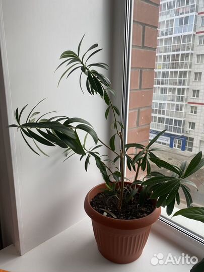 Олеандр кустовой