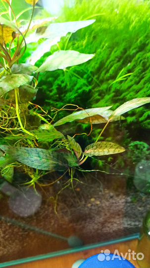 Аквариумное растение