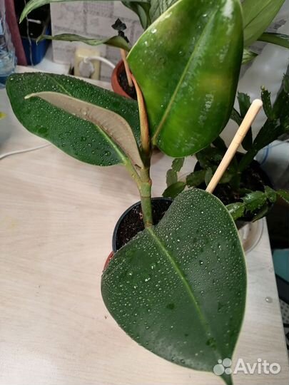 Фикус эластика