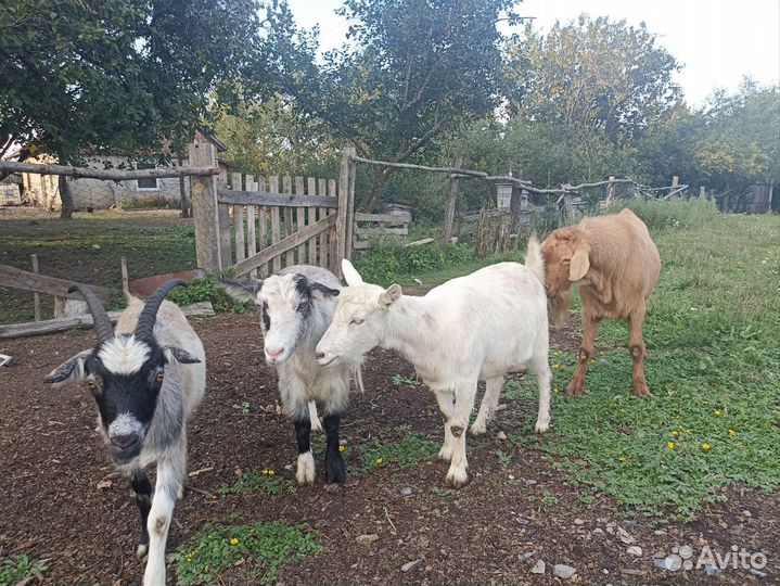 Козы и козел
