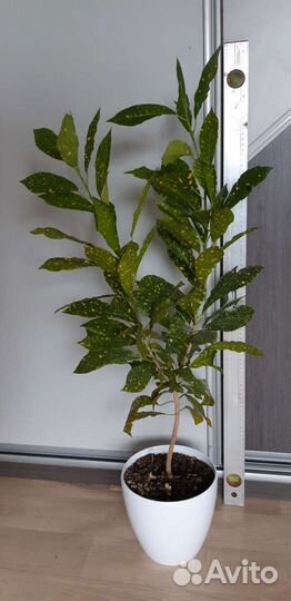 Аукубовидный кротон