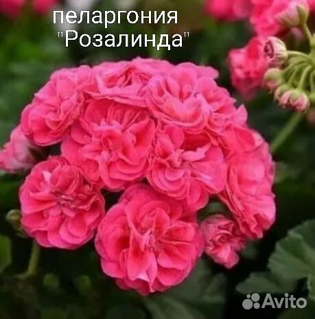 Пеларгония герань