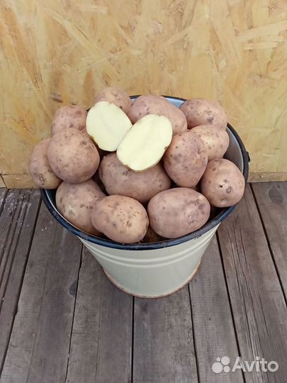 Продам картофель