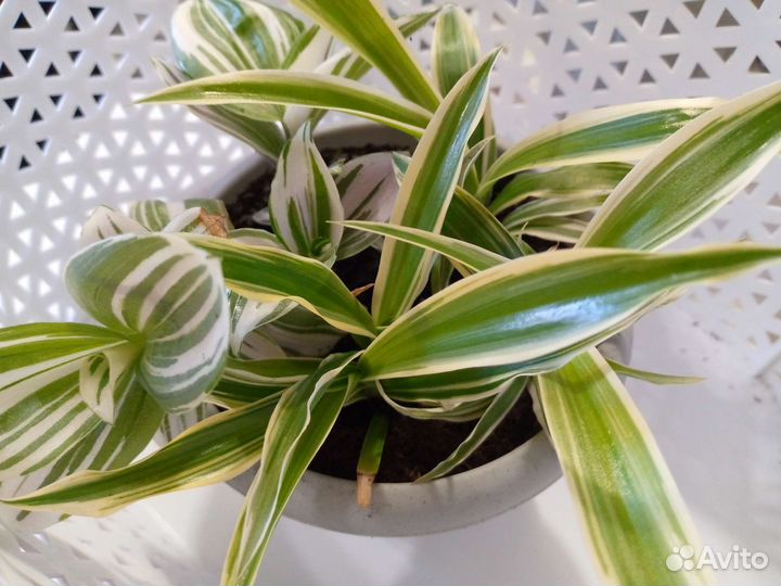 Комнатные растения