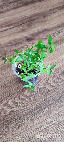 Комнатные растения