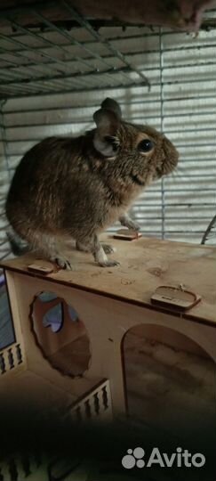 Чилийская белка дегу