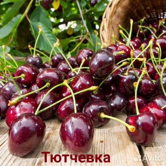 Черешня разные сорта зкс