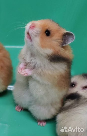 Сирийские Ангорские Хомяки Плюшевые Мишки Рексы