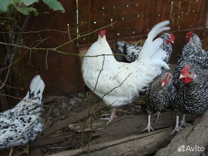 Куры, петухи и цыплята разных пород