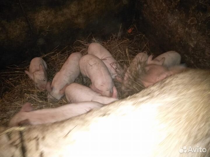 Белый русский