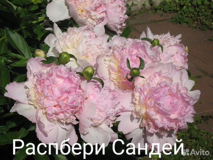 Пионы сортовые зкс