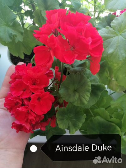 Пеларгонии сортовые