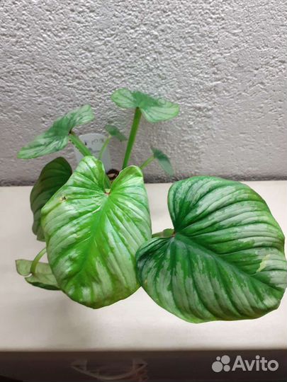 Филодендрон Мамей