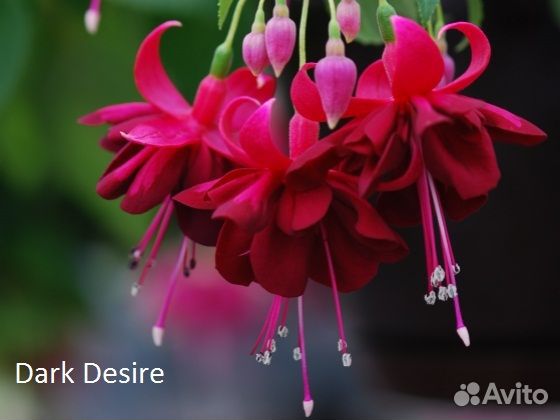 Комнатные цветы фуксия