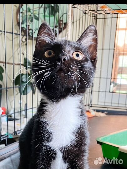 Невероятно трогательный умный котёнок 3 мес