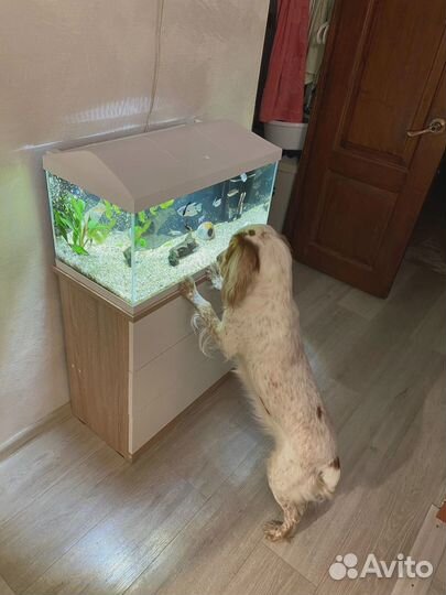 Аквариум 54л с тумбой