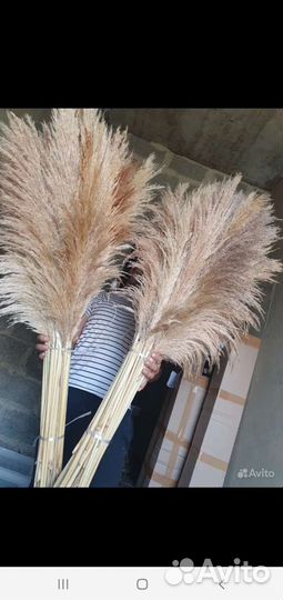 Пампасная трава