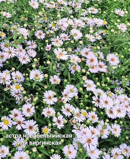 Многолетние растения