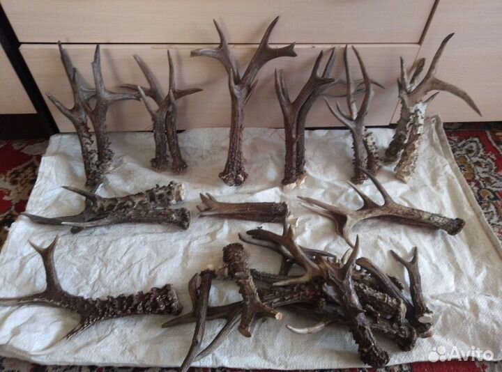 Рога косули на поделки и не только