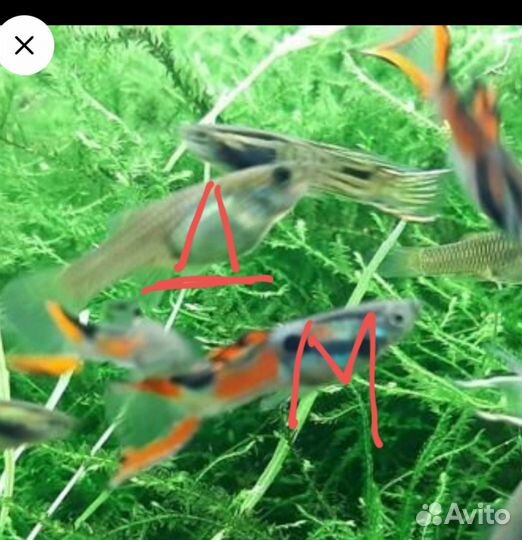 Гуппи эндлера