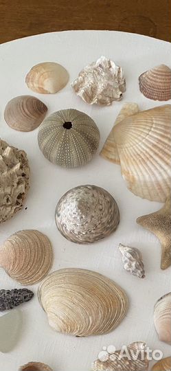 Ракушки, для аквариума, для дома, для творчества