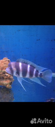 Фронтоза Бурунди