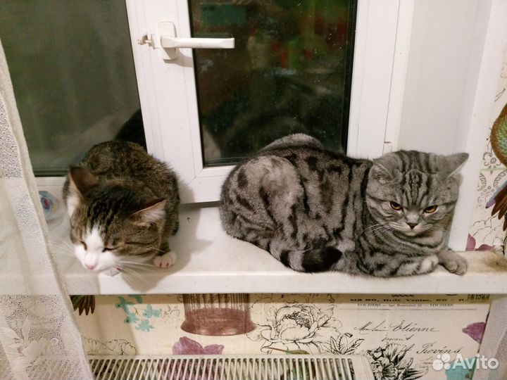 Британский кот