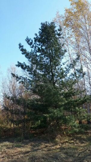 Дача 29 м² на участке 20 сот.