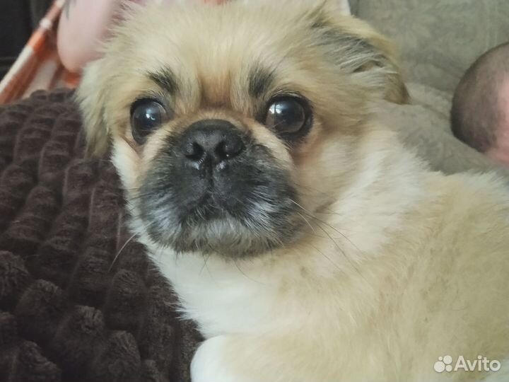 Щенки пекинеса