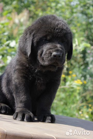 Девочки испанского мастифа