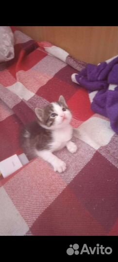 Котенок Пип