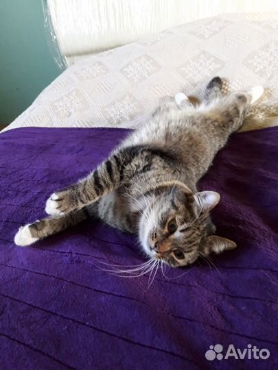 Кошка в дар бесплатно