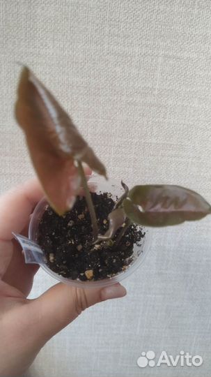 Сингониум шоколадный