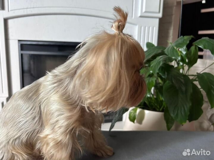 Йоркширский терьер