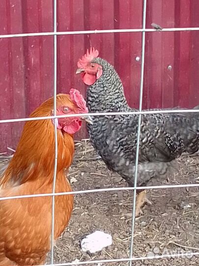 Молодые петухи