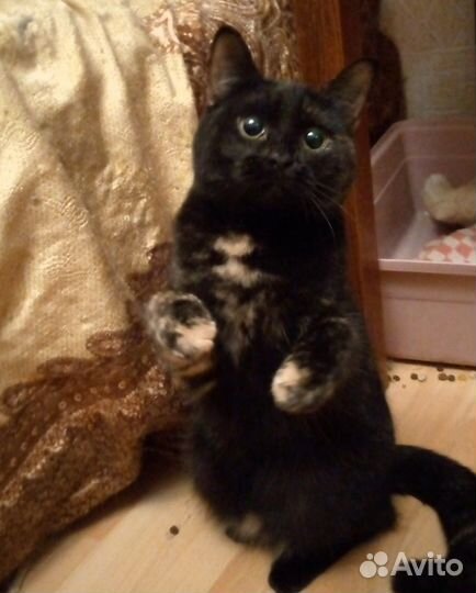 Кошечка в добрые руки