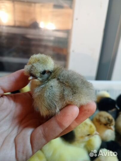 Русская хохлатая, Кучинская юбилейная, Плимутрок