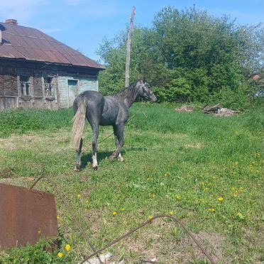 Лошади