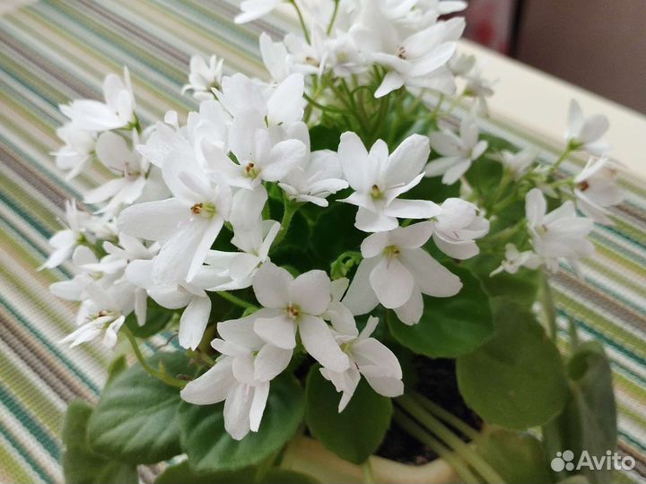 Листики фиалки