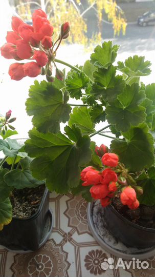 Пеларгония тюльпановидная