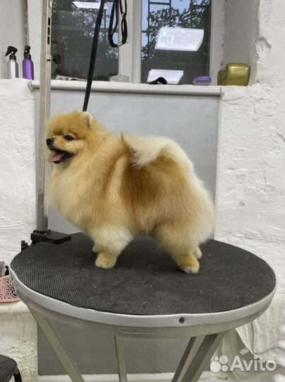 Комплексная процедура груминга