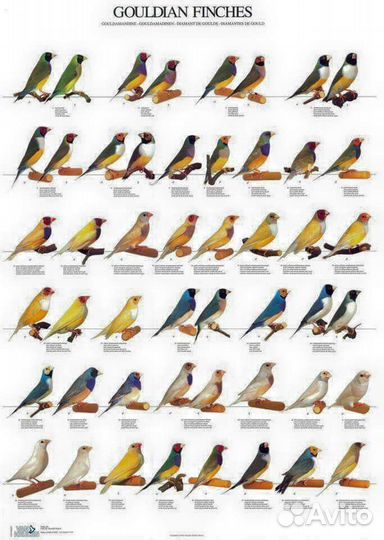 Амадины гульда (белая грудка/природники)