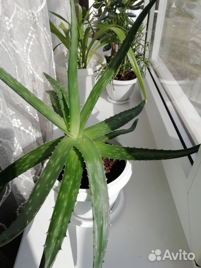 Алоэ лечебный