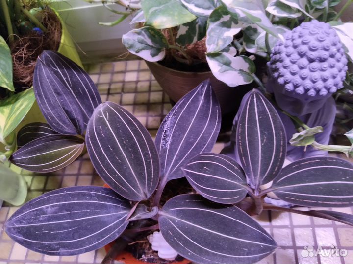 Лудизия- драгоценная орхидея. 6 отростков