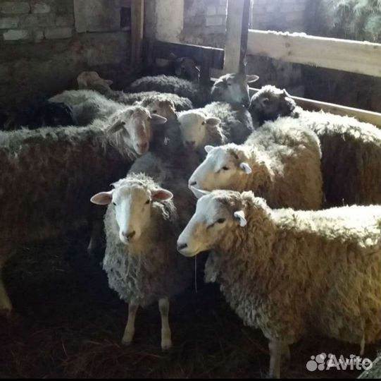 Овцы бараны